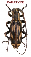 APOMECYNINI  Thomson, 1860