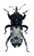 CONODERINAE  Schoenherr,  1833 