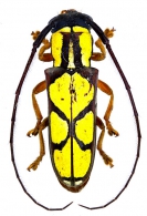HEMILOPHINI  Thomson  1868 