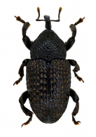CRYPTORHYNCHINI Schoenherr,  1825