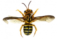 MEGACHILIDAE Latreille,  1802