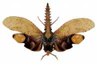  FULGORINAE Spinola, 1839
