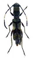 TILLOMORPHINI  Pascoe, 1869