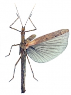 PSEUDOPHASMATIDAE Rehn, 1904