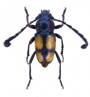 LISSONOTINI  Swainson, 1840