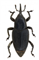 DRYOPHTHORINAE   Schoeherr,  1825