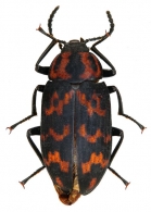 AMARYGMINI  Gistel, 1848
