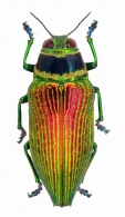 DICERCINI  Gistel, 1848