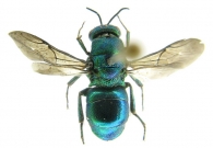 CHRYSIDIDAE Latreille, 1802