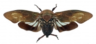 FULGORIDAE Latreille, 1807 