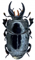 HISTERIDAE Gyllenhaal, 1808