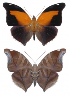 COEINI Scudder, 1893