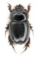 ORPHNINAE Erichson, 1847