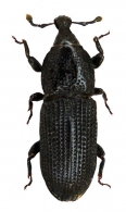 COSSONINAE Schoenherr,  1825