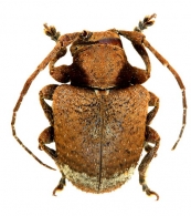 COMPSOSOMATINI   Thomson, 1857