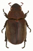 SPODOCHLAMYINI  Ohaus, 1918  