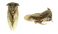 NICOMIINAE Haupt, 1929 
