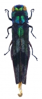 AGRILINI  Laporte, 1835  