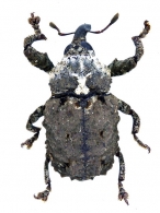 CRYPTORHYNCHINAE  Gen. sp. 