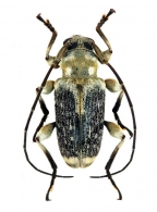 ACANTHODERINI Gen. sp. 