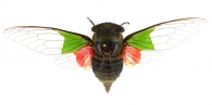 CICADIDAE Westwood,  1840