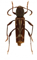 NEOCLYTINA   Zamoroka, 2021