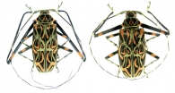 ACROCININI  Swainson, 1840