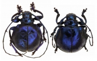 ANISOCERINI Thomson, 1860