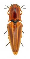 SEMIOTINAE Laporte, 1840