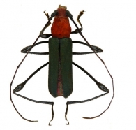 RHOPALOPHORINI  Blanchard, 1845