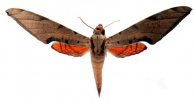 SMERINTHINAE Grote & Robinson, 1865
