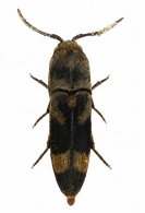EUCNEMIDAE  Eschscholtz, 1829