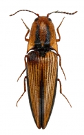 ELATERINAE Leach, 1815
