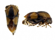 SMILIINAE Stal, 1866 