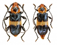 DICHOPHYIINI  Gistel, 1848