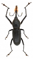 RHINOSTOMINI  LeConte  1874
