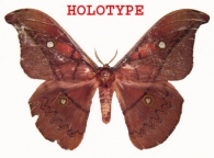 SATURNIINAE Boisduval, 1834