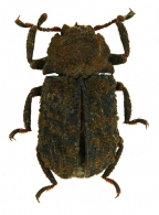 BOLITOPHAGINI  Kirby, 1837