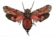 FULGORIDAE Gen. sp.
