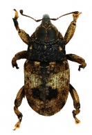 CONODERINAE Gen. sp. 