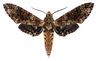 SPHINGINAE Latreille,  1802