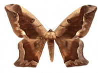 ARSENURINAE  Jordan,  1922