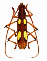 EBURIINI  Gen. sp.