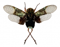 LYSTRINAE Spinola, 1839
