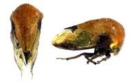 DARNINAE Amyot & Serville, 1843