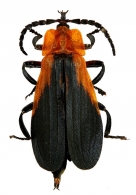 LYCIDAE Laporte  de Castelnau,  1836
