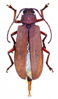 MACROTOMINI Thomson, 1861