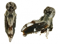 HYPSOPRORINI Haupt, 1929 