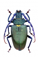 PRIONINAE Latreille, 1802