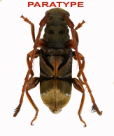 ACANTHOMEROSTERNOPLINI Tippmann, 1955